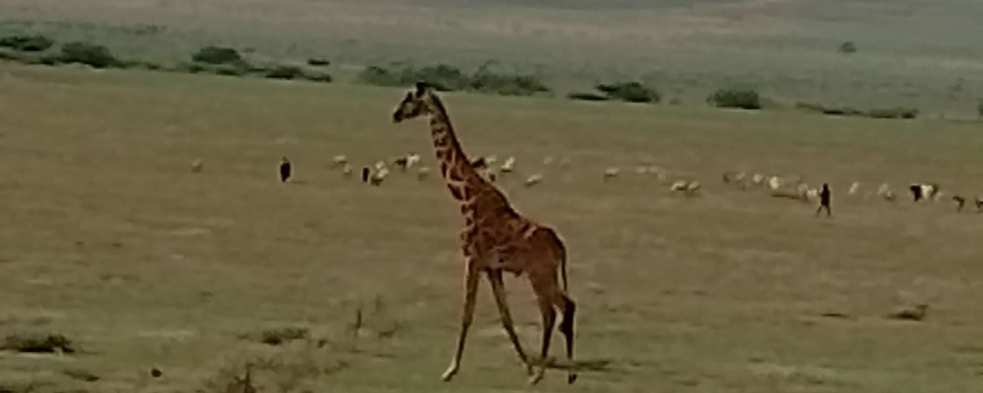 Giraffe exploring the plains in Tanzania